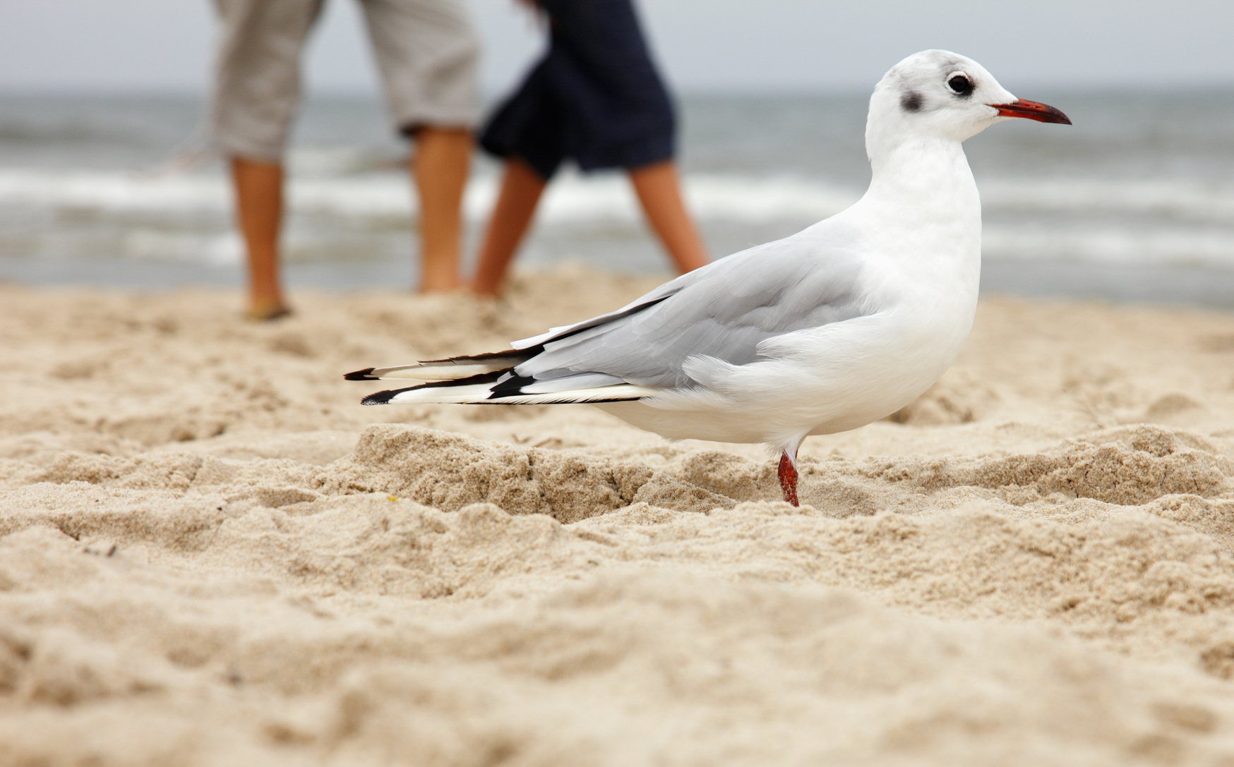 Möwe am Strand