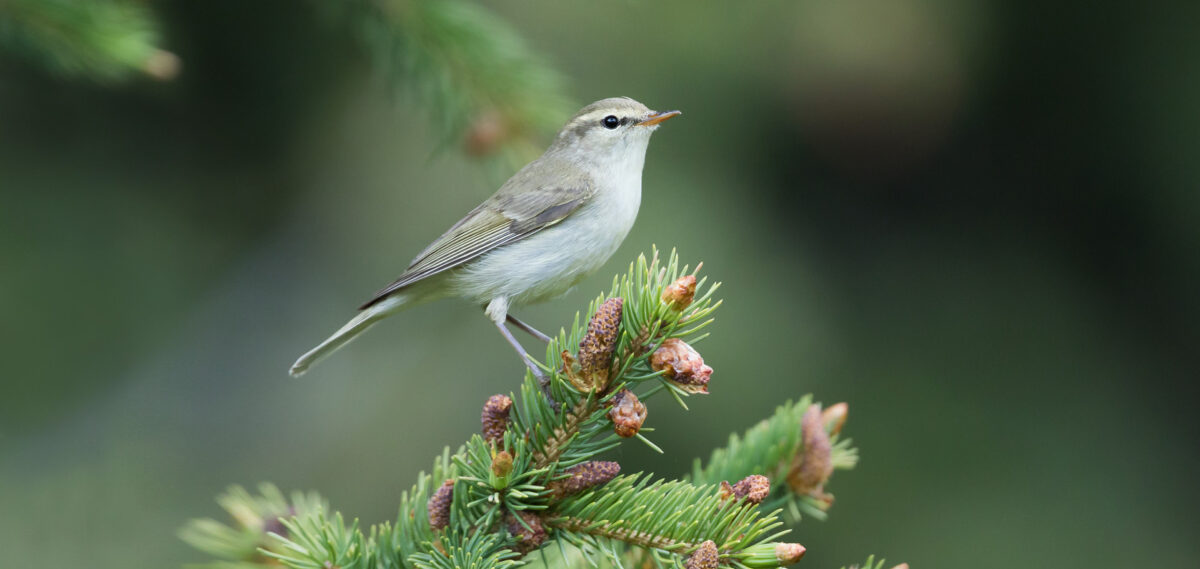 Naturschutz auf Usedom