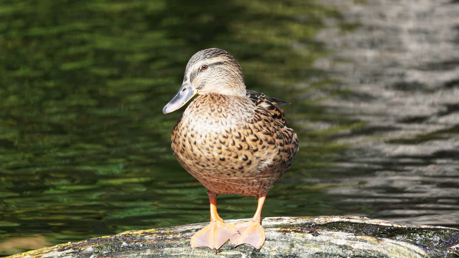 Sehenswürdigkeiten Usedom - Naturpark Insel Usedom