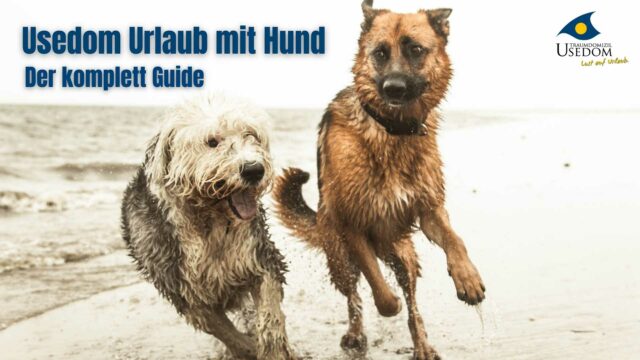 Usedom Urlaub mit Hund