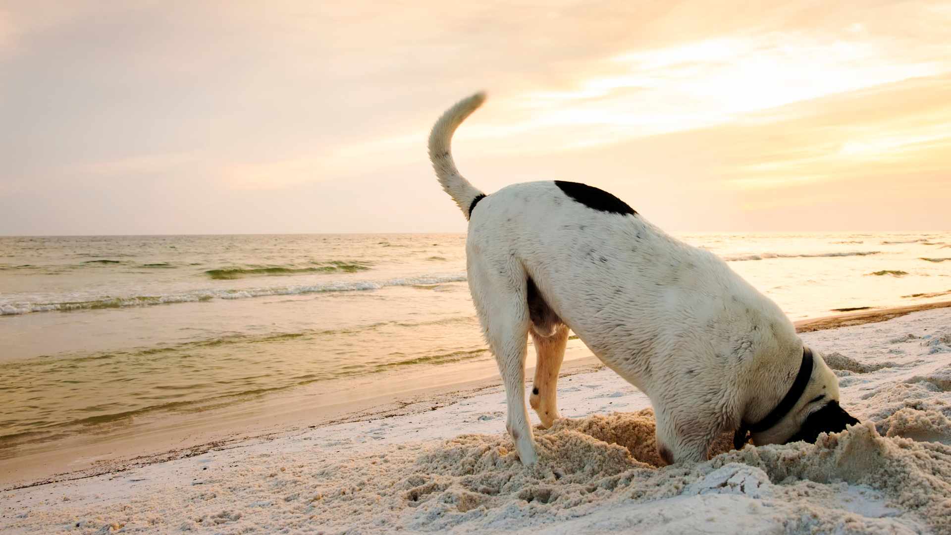 Usedomurlaub mit Hund - Hundaktivitäten