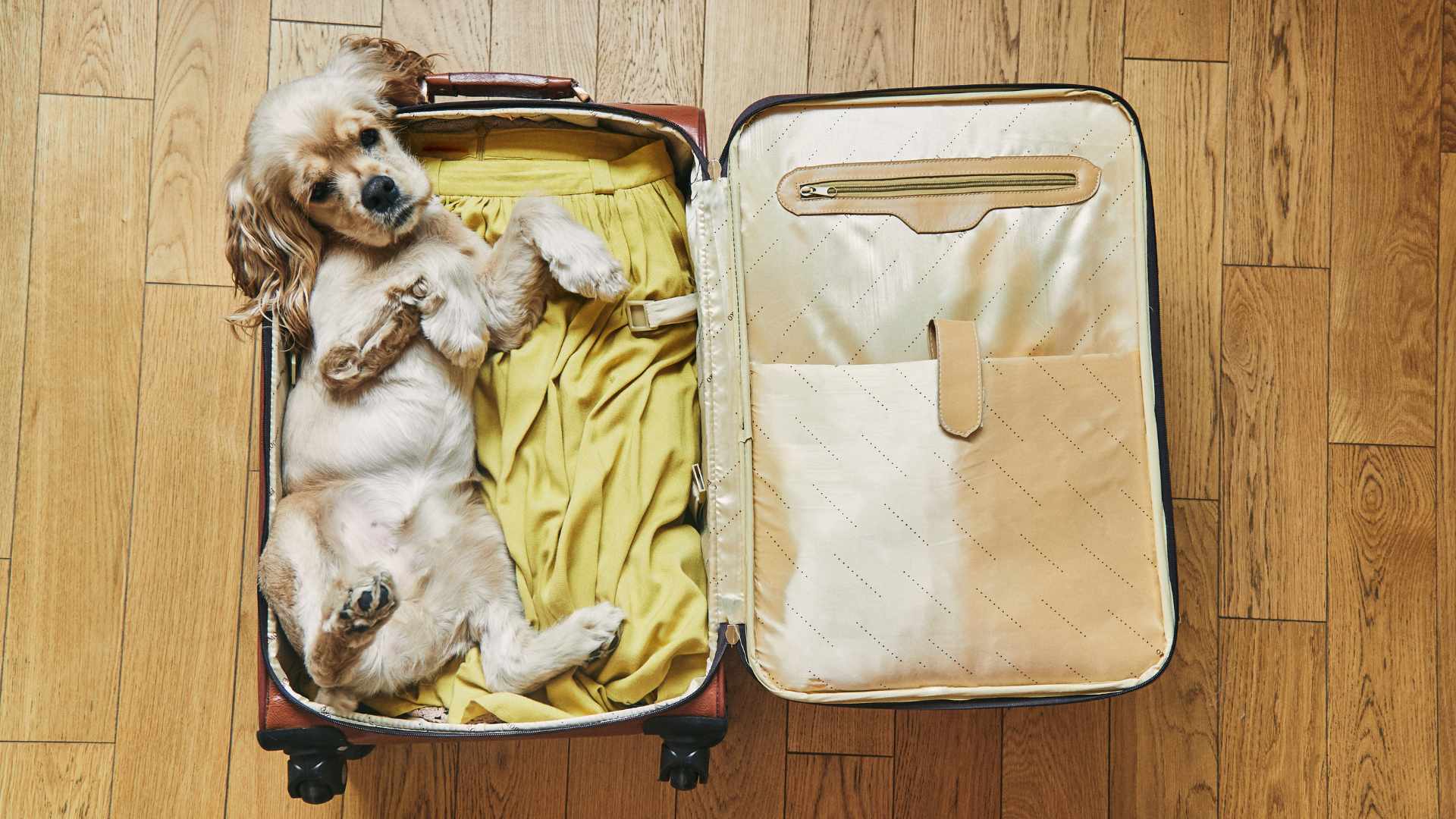 Usedomurlaub mit Hund - Reisevorbereitung