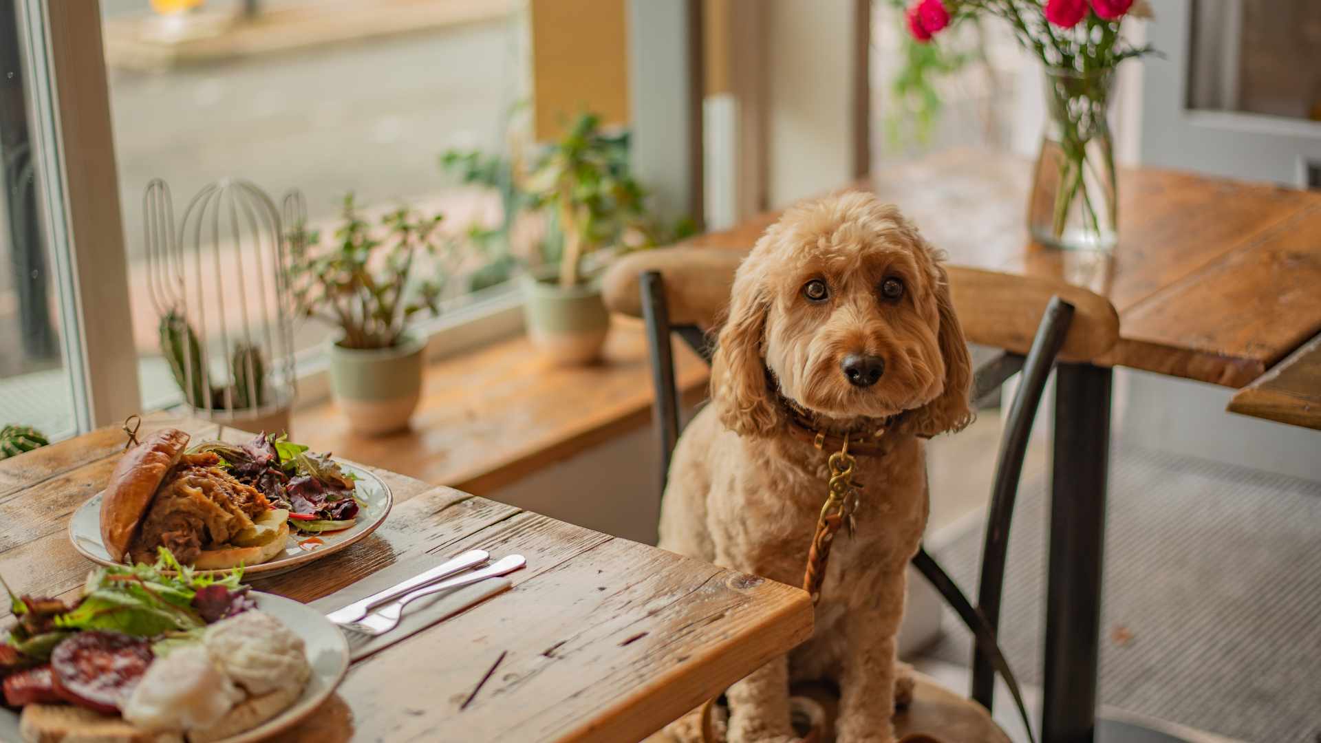 Usedomurlaub mit Hund - Restaurant und Cafe