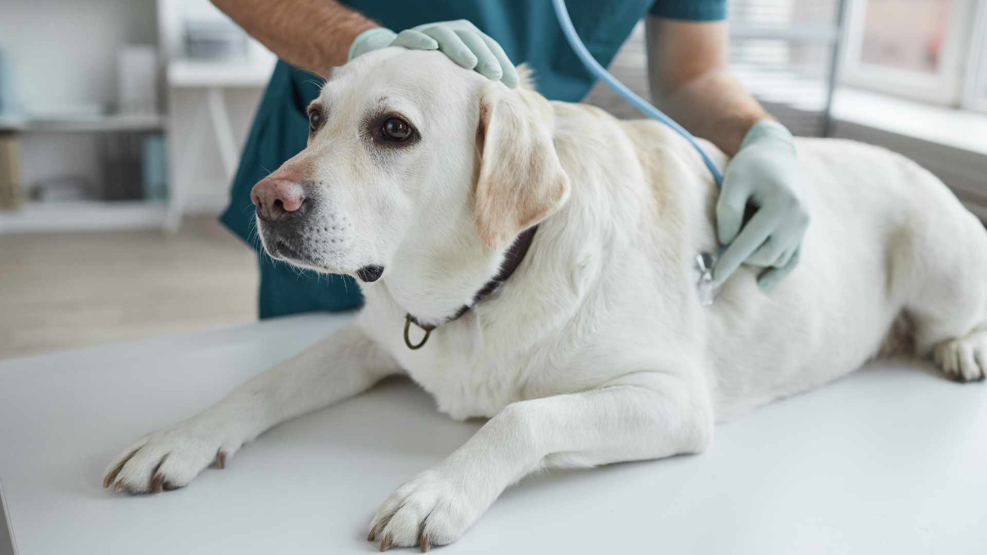 Usedomurlaub mit Hund - Tierarzt