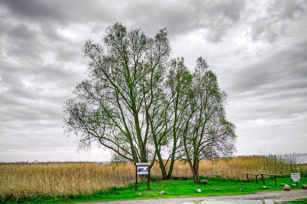 Wandern Usedom - Natur