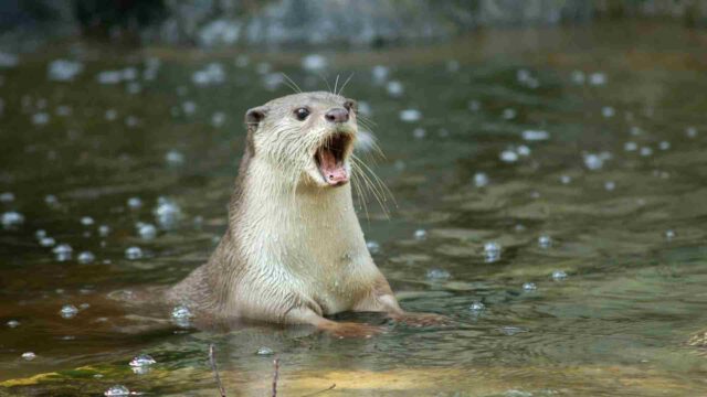 Tierwelt Achterwasser