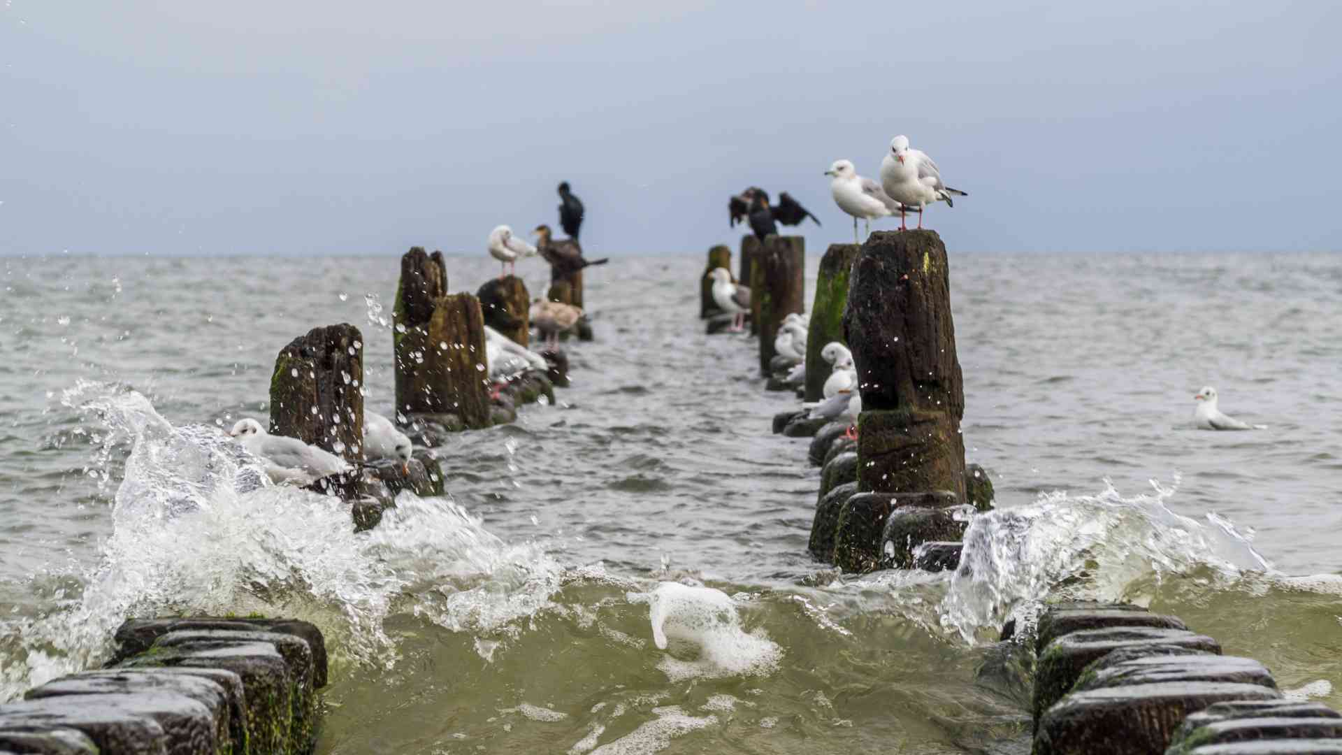 Natur auf Usedom