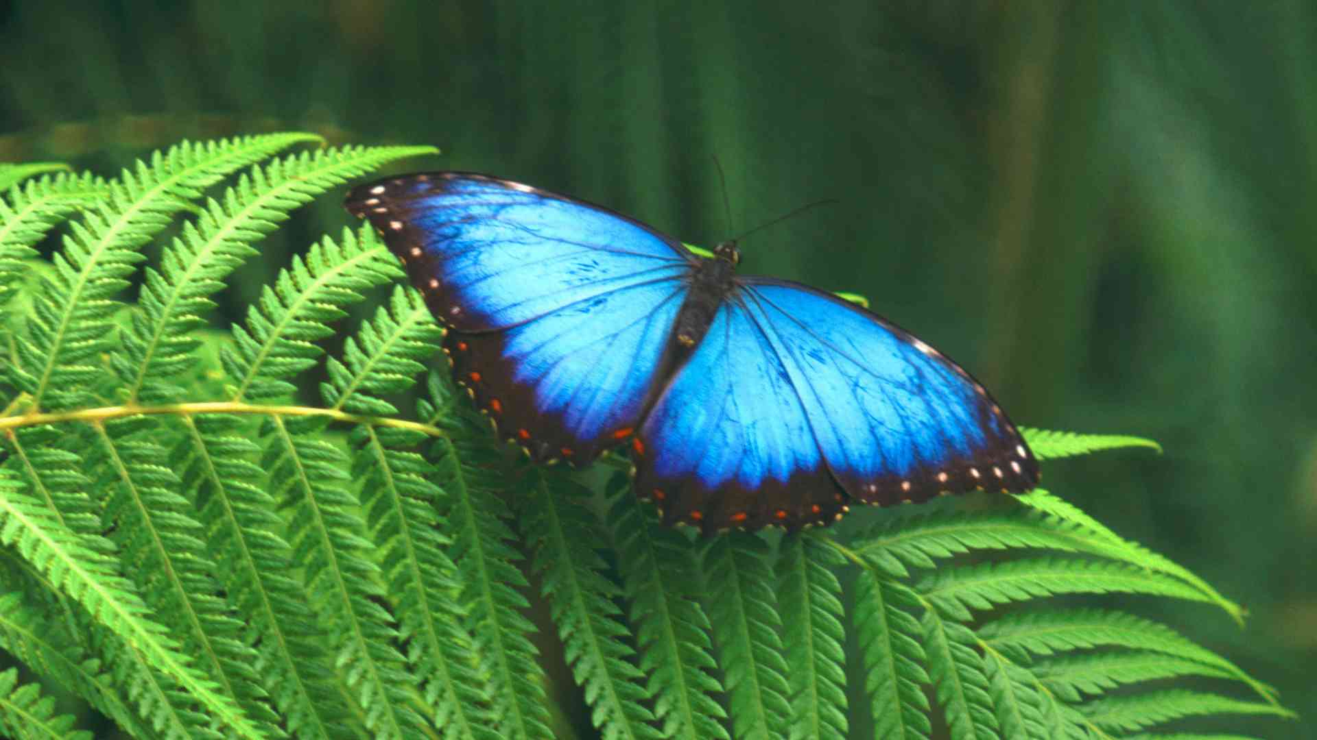 Schmetterling