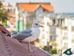 Villa Carola Whg. Möwennest - - tierische Besucher
