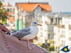 Villa Carola Whg. Möwennest - - tierische Besucher